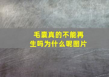 毛囊真的不能再生吗为什么呢图片