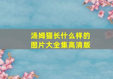 汤姆猫长什么样的图片大全集高清版