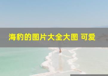 海豹的图片大全大图 可爱