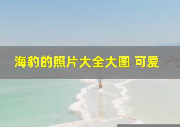 海豹的照片大全大图 可爱