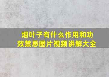 烟叶子有什么作用和功效禁忌图片视频讲解大全