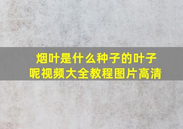 烟叶是什么种子的叶子呢视频大全教程图片高清