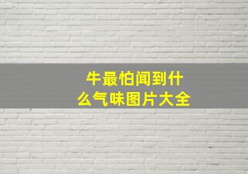 牛最怕闻到什么气味图片大全