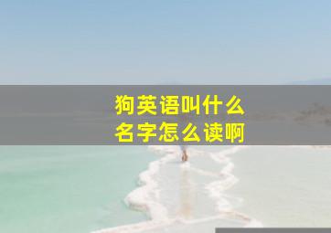 狗英语叫什么名字怎么读啊