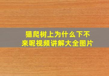 猫爬树上为什么下不来呢视频讲解大全图片