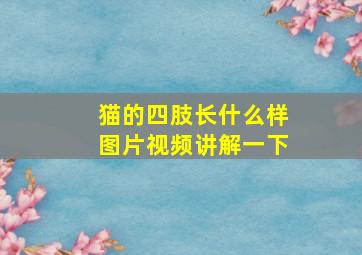 猫的四肢长什么样图片视频讲解一下