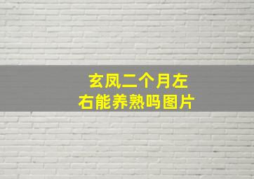 玄凤二个月左右能养熟吗图片