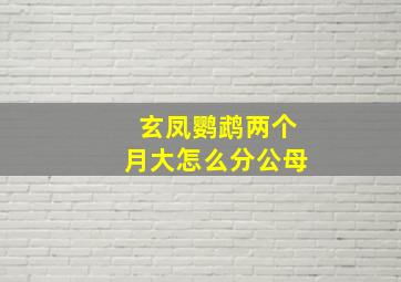 玄凤鹦鹉两个月大怎么分公母