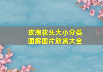 玫瑰花头大小分类图解图片欣赏大全