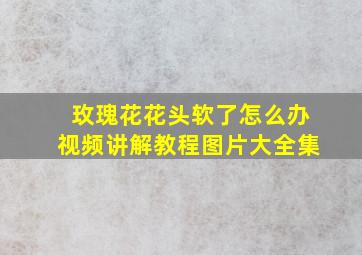 玫瑰花花头软了怎么办视频讲解教程图片大全集