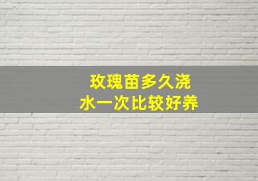 玫瑰苗多久浇水一次比较好养