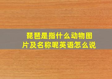 琵琶是指什么动物图片及名称呢英语怎么说