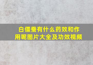 白僵蚕有什么药效和作用呢图片大全及功效视频