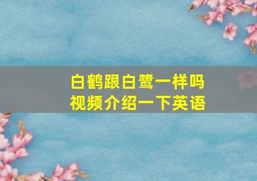 白鹤跟白鹭一样吗视频介绍一下英语