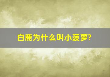 白鹿为什么叫小菠萝?