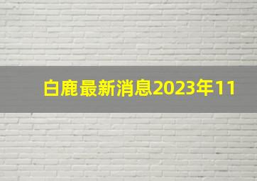 白鹿最新消息2023年11