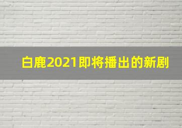 白鹿2021即将播出的新剧