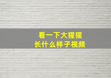 看一下大猩猩长什么样子视频