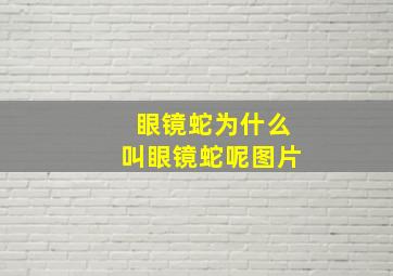 眼镜蛇为什么叫眼镜蛇呢图片