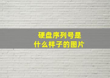 硬盘序列号是什么样子的图片