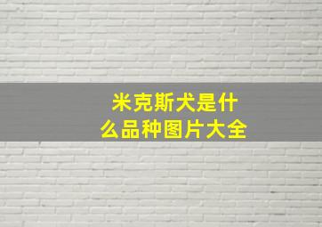 米克斯犬是什么品种图片大全