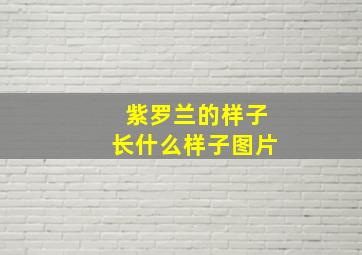 紫罗兰的样子长什么样子图片