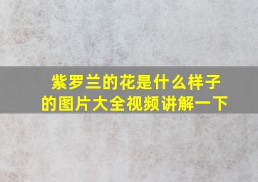 紫罗兰的花是什么样子的图片大全视频讲解一下