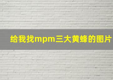 给我找mpm三大黄蜂的图片