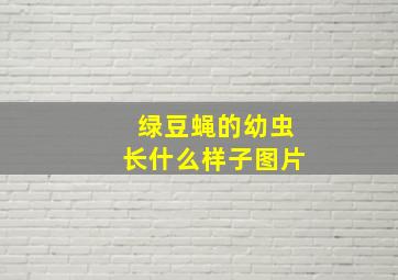 绿豆蝇的幼虫长什么样子图片