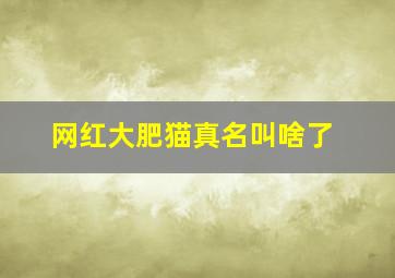 网红大肥猫真名叫啥了