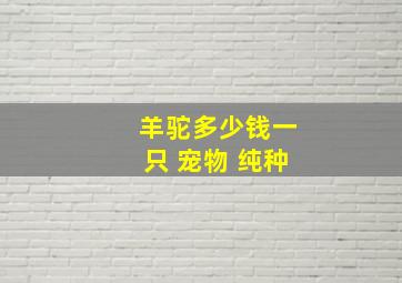 羊驼多少钱一只 宠物 纯种