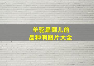 羊驼是哪儿的品种啊图片大全