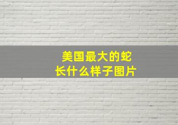 美国最大的蛇长什么样子图片