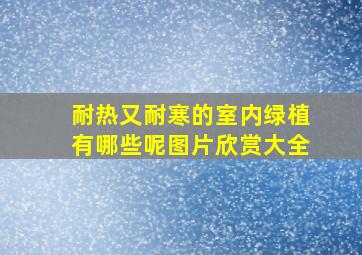 耐热又耐寒的室内绿植有哪些呢图片欣赏大全