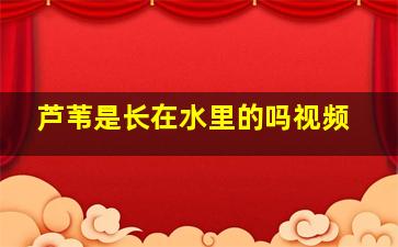 芦苇是长在水里的吗视频