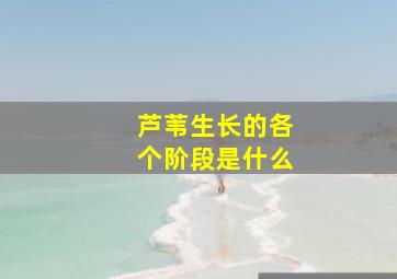 芦苇生长的各个阶段是什么