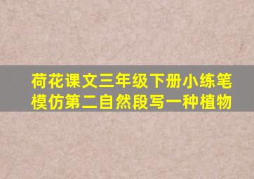 荷花课文三年级下册小练笔模仿第二自然段写一种植物