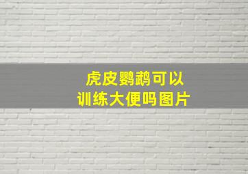 虎皮鹦鹉可以训练大便吗图片