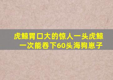 虎鲸胃口大的惊人一头虎鲸一次能吞下60头海狗崽子