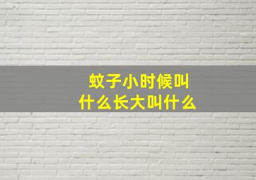 蚊子小时候叫什么长大叫什么