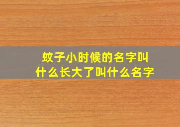 蚊子小时候的名字叫什么长大了叫什么名字