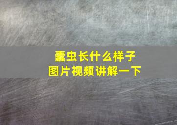 蠹虫长什么样子图片视频讲解一下