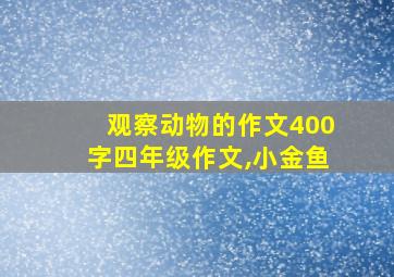 观察动物的作文400字四年级作文,小金鱼