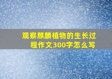 观察麒麟植物的生长过程作文300字怎么写