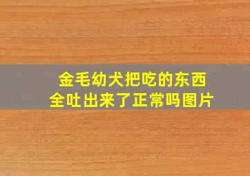 金毛幼犬把吃的东西全吐出来了正常吗图片