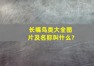 长嘴鸟类大全图片及名称叫什么?