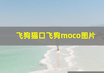 飞狗猫口飞狗moco图片