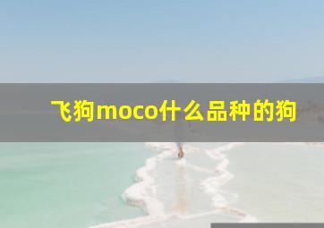 飞狗moco什么品种的狗