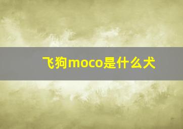 飞狗moco是什么犬