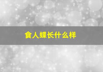 食人蝶长什么样